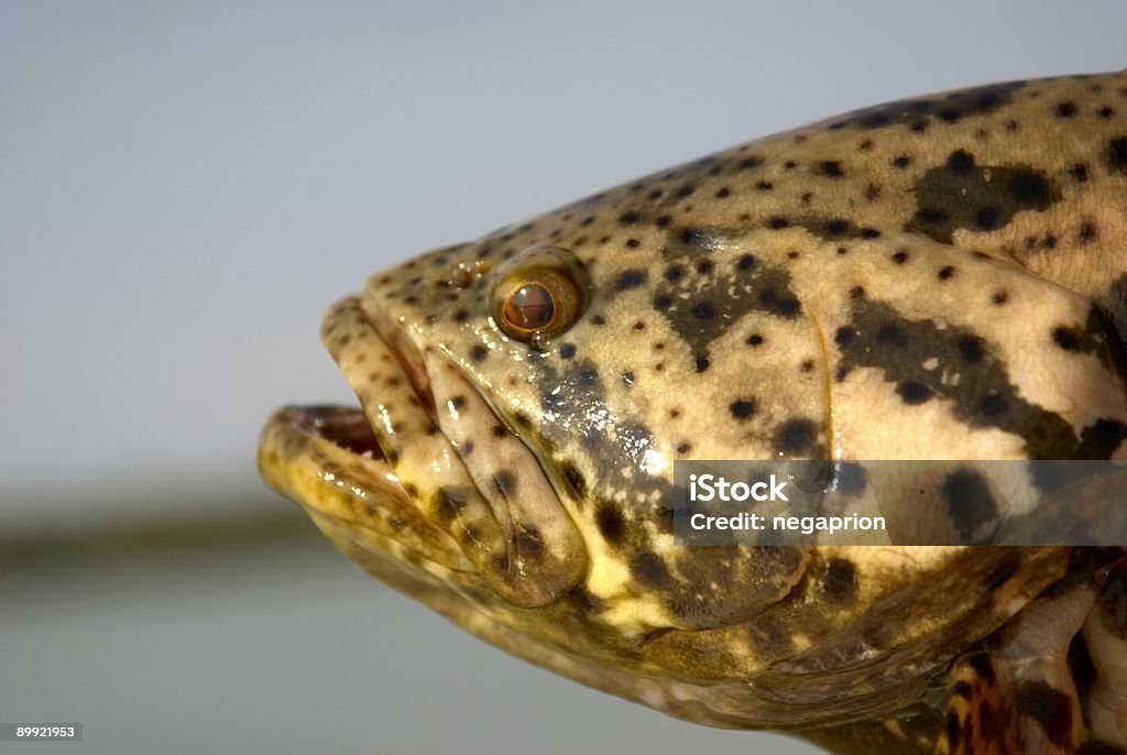 Goliath-Zackenbarsch - Lizenzfrei Farbbild Stock-Foto