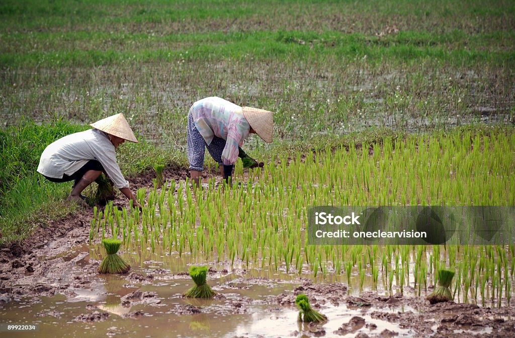 Agricultores de arroz - Foto de stock de Agricultura royalty-free