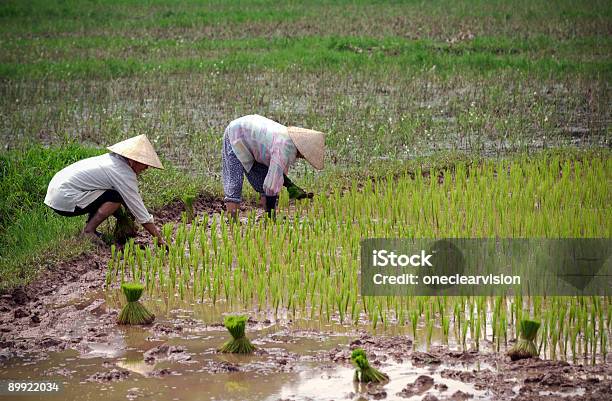 Foto de Agricultores De Arroz e mais fotos de stock de Agricultura - Agricultura, Arroz - Alimento básico, Arroz - Cereal