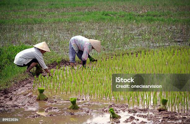 Рис Фермеров — стоковые фотографии и другие картинки Азия - Азия, Восточная Азия, Восточноазиатского происхождения