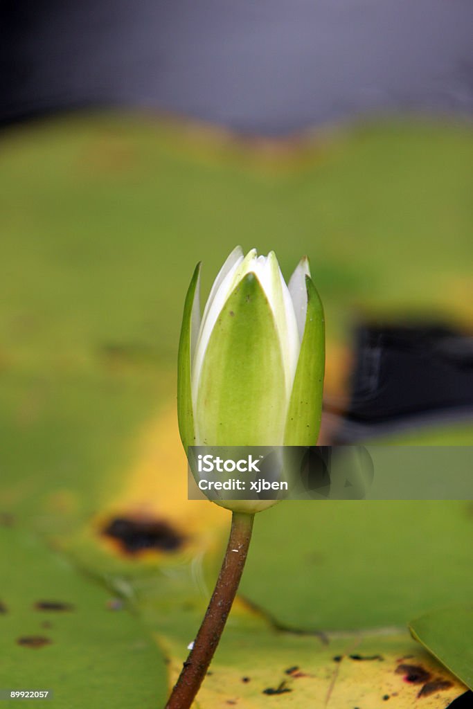 Nenúfar blanco Bloom - Foto de stock de Agua libre de derechos