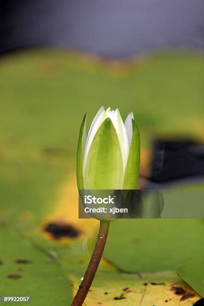 Foto de Nenúfar Branca Flor e mais fotos de stock de Beleza - Beleza, Beleza natural - Natureza, Branco