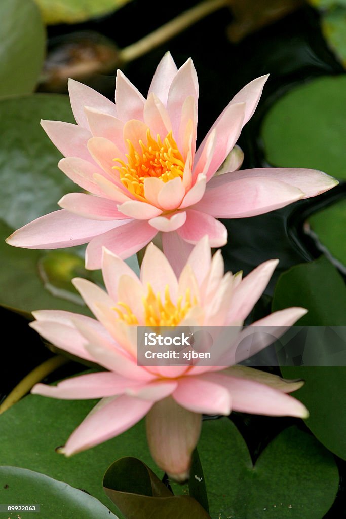 Nénuphar Rose clair - Photo de Beauté libre de droits