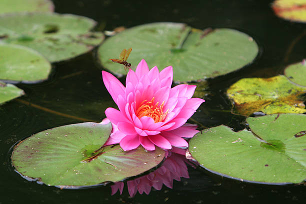 nénuphar rose éclatant - intention lillypad lotus lily photos et images de collection