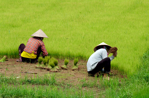 Workers in rice paddy fields in north Vietnam.