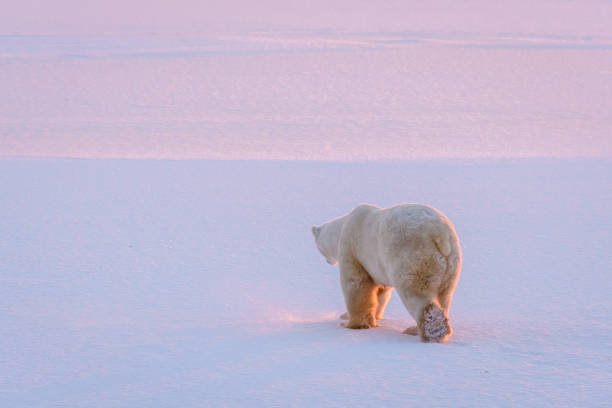 Adult polar bear walking away over a flat snow covered landscape with the pink and purple light of a setting sun, Hudson Bay, Manitoba, Canada.