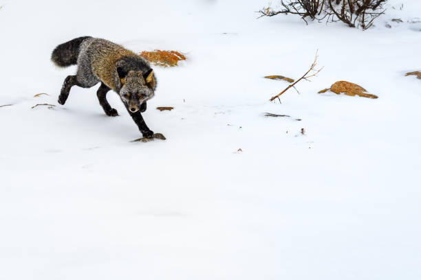 istock Life in the frigid north 899221602