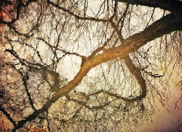 Tree branches  reflected in the standing water.  Taken on a mobile device.