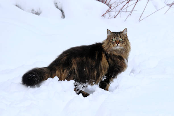 istock A pretty brown-black Norwegian Forest Cat in deep snow 899222900