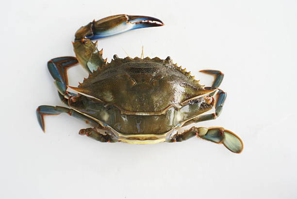 istock Blue crab in the process of shedding. 89922502