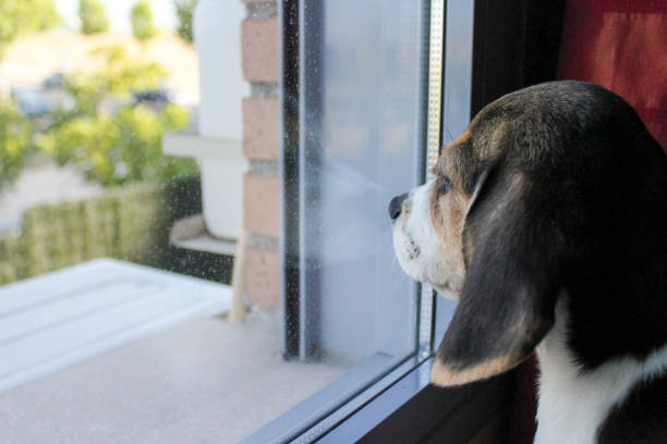istock a puppy dog waiting 899225068