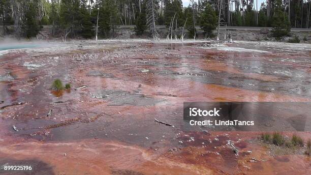 Bacteria Mat At Fountain Paint Pots Trail Yellowstone Stock Photo - Download Image Now