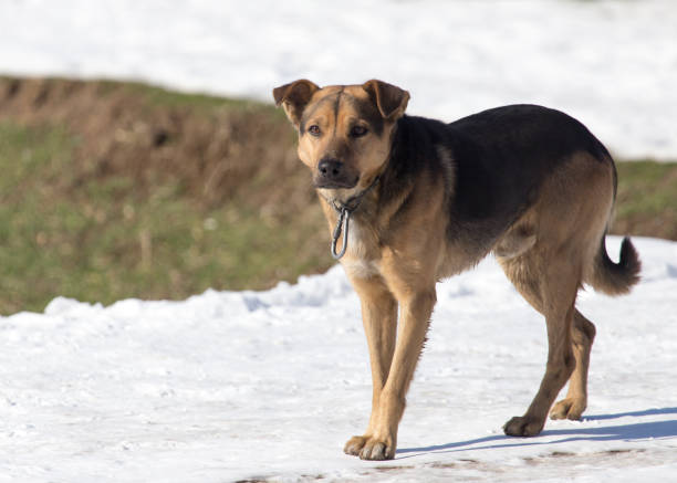 istock dog on nature in winter 899225388