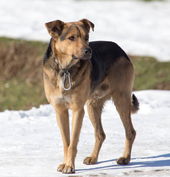 istock dog on nature in winter 899225408