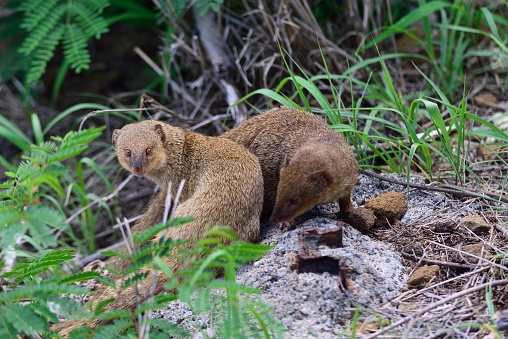 The small asian mongoose, Herpestes javanicus, is an invasive species in Hawaii and looks much cuter than it is, this animal is in the wild and the GPS coordinates are attached to the exif,