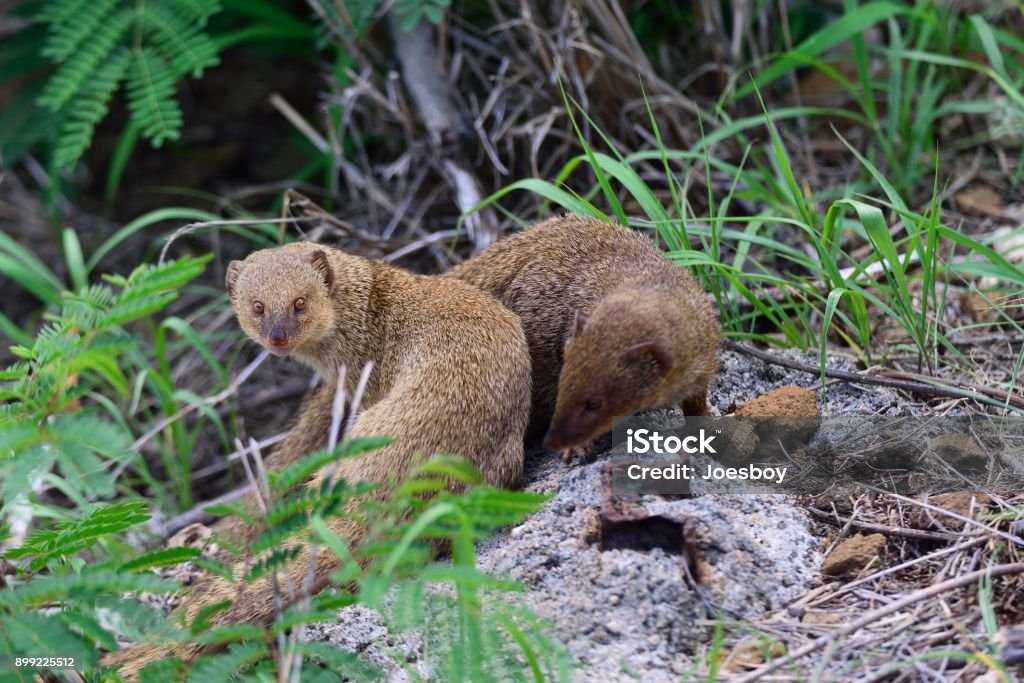 Small Asian Mongoose in Hawaii - III The small asian mongoose, Herpestes javanicus, is an invasive species in Hawaii and looks much cuter than it is, this animal is in the wild and the GPS coordinates are attached to the exif, Mongoose Stock Photo