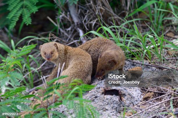 Small Asian Mongoose In Hawaii Iii Stock Photo - Download Image Now - Mongoose, Animal Hair, Animal Themes