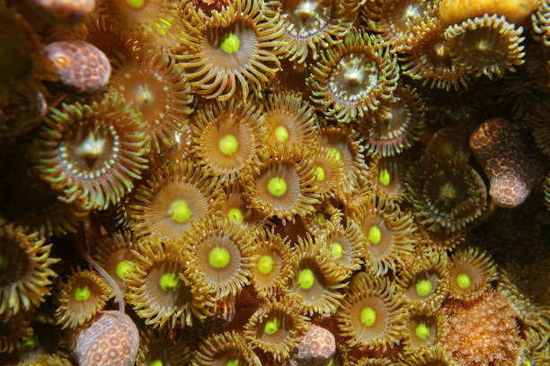 istock Colony of mat zoanthids Zoanthus pulchellus 899226070
