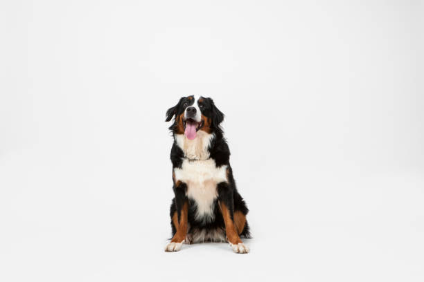 istock Dog Sitting on White Background. 899226378