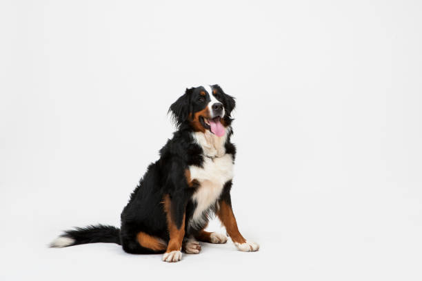 Dog Sitting on White Background. Dog Sitting on White Background with Space for Text or Image. Bernese Mountain Dog or Berner Sennenhund dog isolated. huge black dog stock pictures, royalty-free photos & images