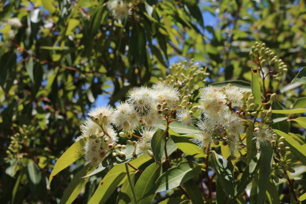 eukalyptus-zweig mit weißen blüten in sydney, australien - bluegum tree stock-fotos und bilder
