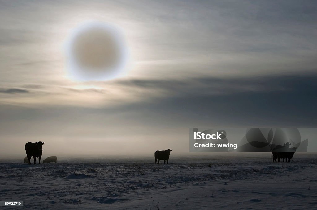 Rind, Schnee und Abend Nebel - Lizenzfrei Abstrakt Stock-Foto