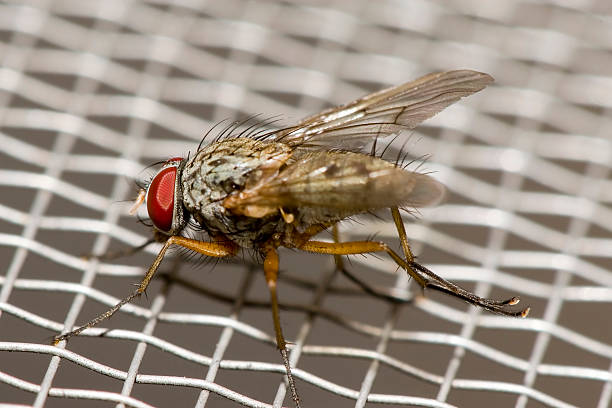 fly macro di zanzara sulla rete - mosquito netting housefly dung fly fly foto e immagini stock