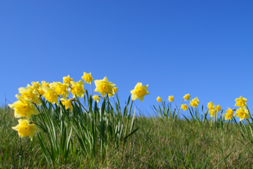 Field of daffodils against clear blue sky.