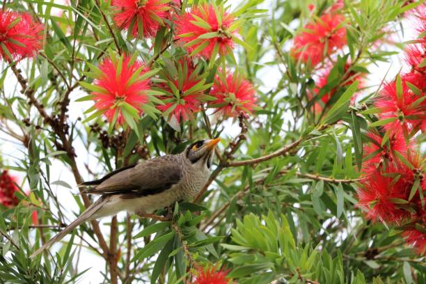 istock Manorina melanocephala in Callistemon tree in summer, Queensland Australia 899229874