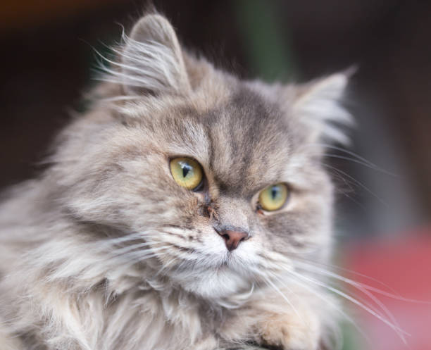 istock portrait of fluffy cat 899230358