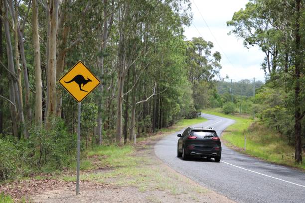 Road sign beware kangaroo on the roadside, Australia Road sign beware kangaroo on the roadside, Australia kangaroo crossing sign stock pictures, royalty-free photos & images