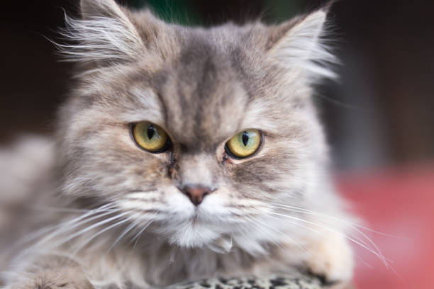 istock portrait of fluffy cat 899230414