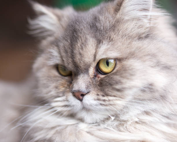 istock portrait of fluffy cat 899230480