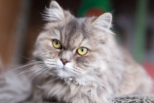 istock portrait of fluffy cat 899230594