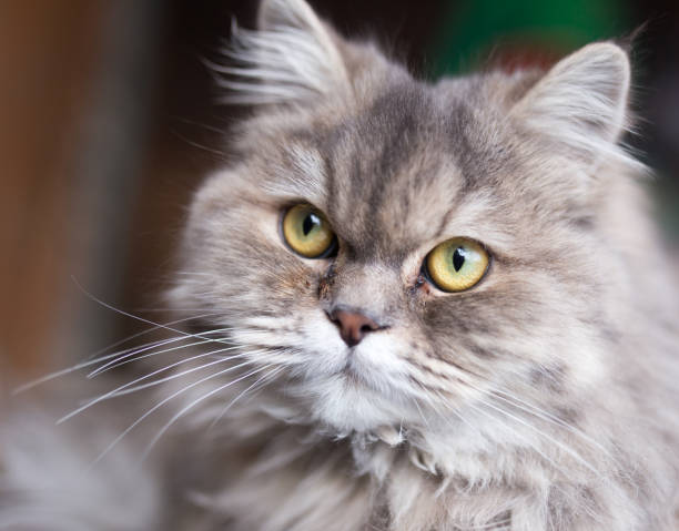 istock portrait of fluffy cat 899230632