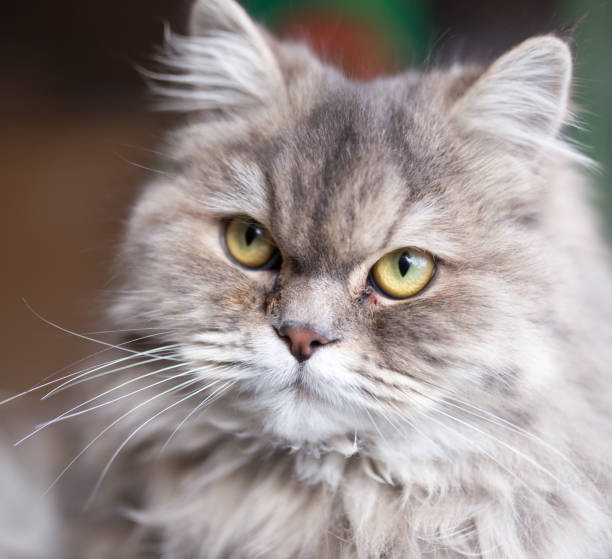 istock portrait of fluffy cat 899230650