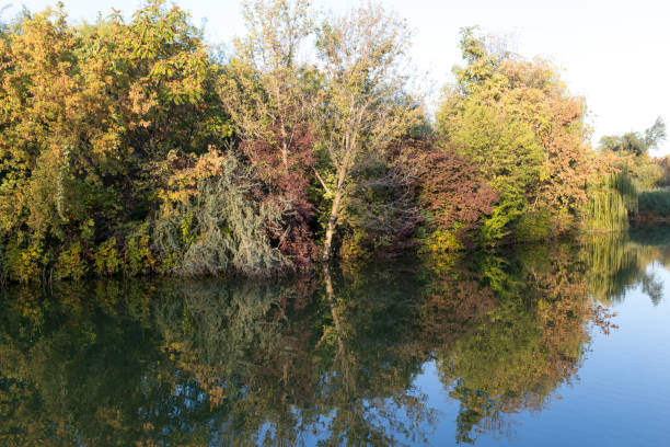 istock trees in nature with reflection in water 899230752