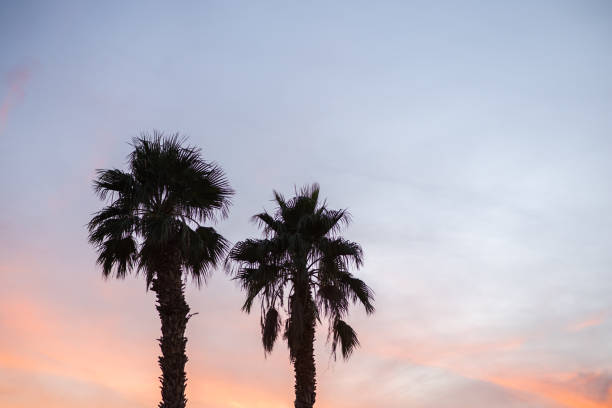 istock Two palm trees rising into a colorful sunset 899231088