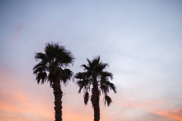 istock Two palm trees rising into a colorful sunset 899231090