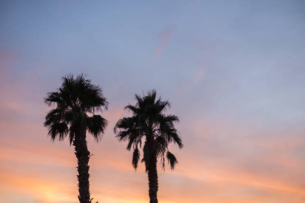 istock Two palm trees rising into a colorful sunset 899231096