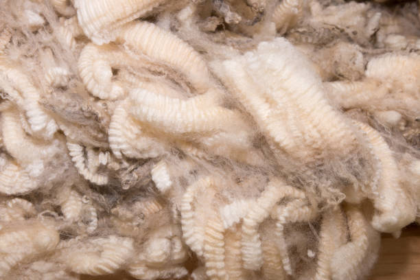 Wool Unprocessed 10+ Breeda Wool Photos Stock Photos, Pictures & Royalty-Free Images ...