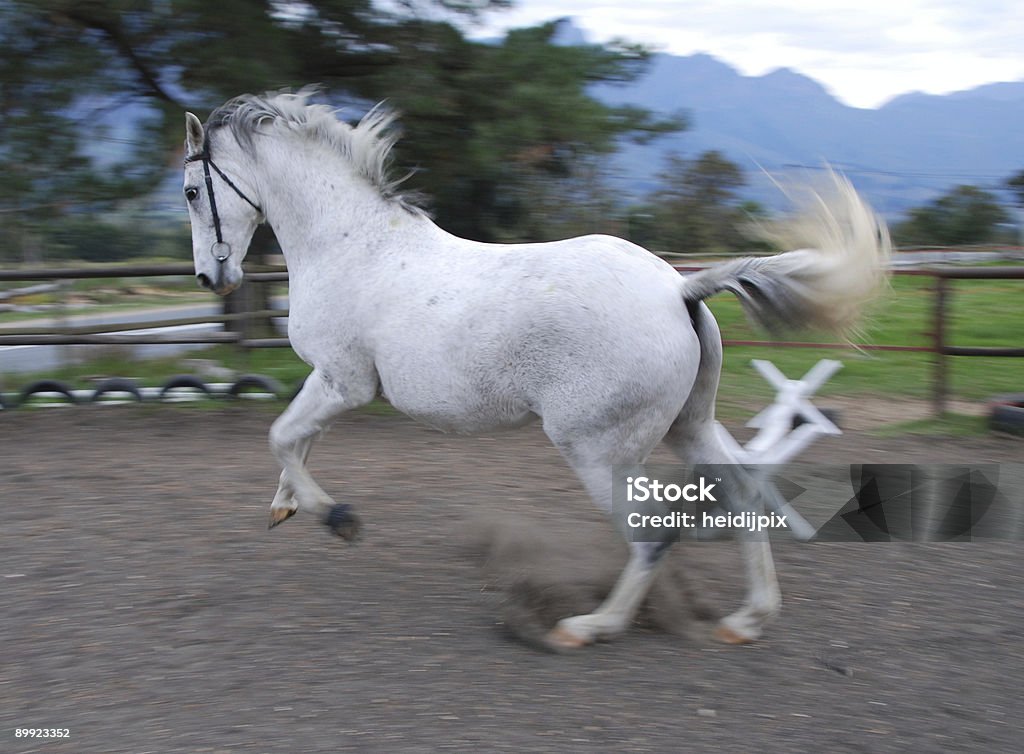 Vampata il cavallo - Foto stock royalty-free di Addomesticato