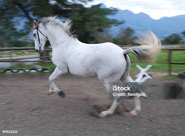 Vampata Il Cavallo - Fotografie stock e altre immagini di Addomesticato - Addomesticato, Ambientazione esterna, Animale