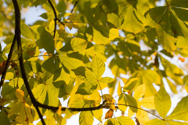 istock Chestnut branch with leaves at sunset 899233568
