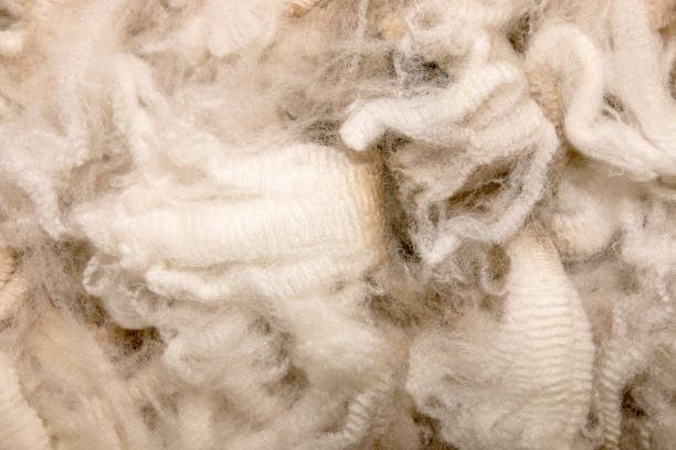 istock Background of unprocessed high quality merino wool 899233706