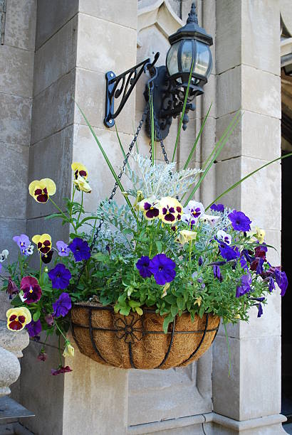 linterna y cesta colgante - hanging flower basket isolated fotografías e imágenes de stock