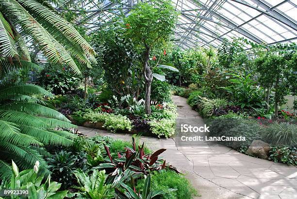 Tropical Green House Garden In Toronto Stock Photo - Download Image Now - Botanical Garden, Greenhouse, Indoors