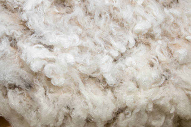 Background of white merino wool