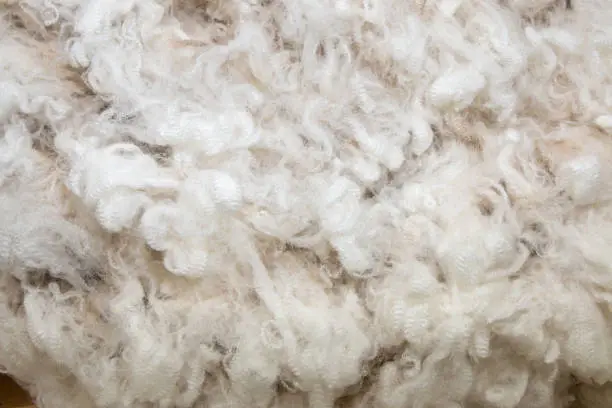 Background of white merino wool