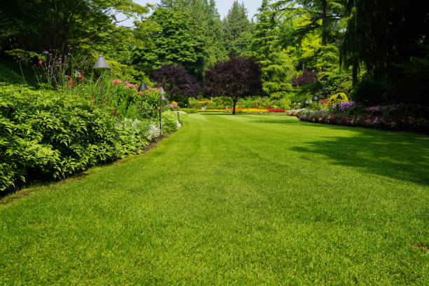 istock Beautiful trees and green grass  in  garden 899234322